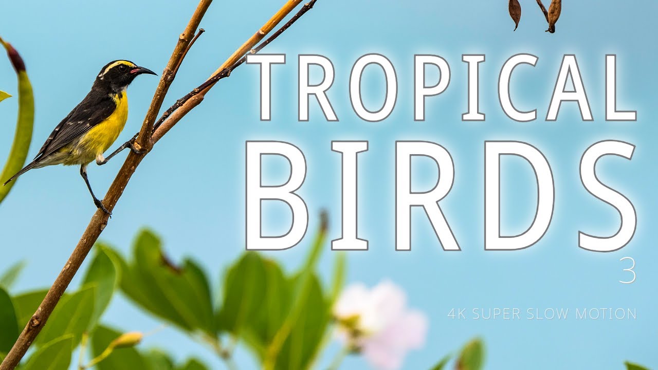 Tropical Birds pt.3 | Caribbean | a 1-hour Film in 4K Super Slow Motion