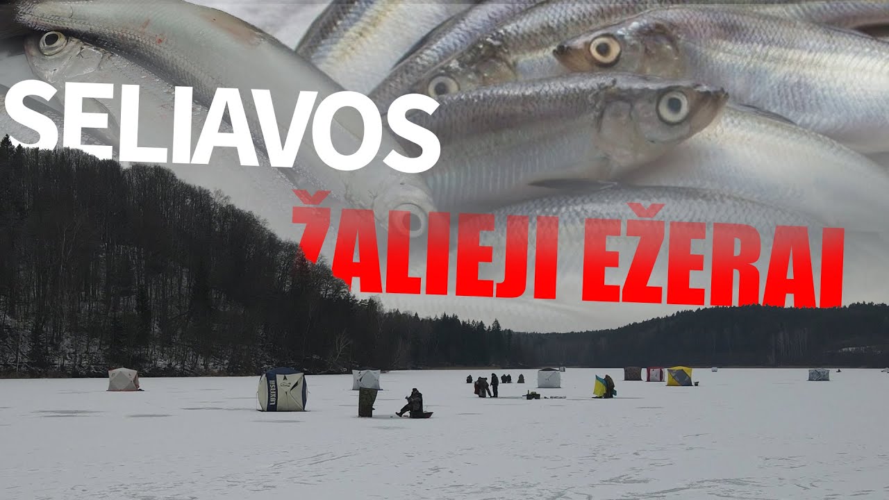 Nacionaliniai žvejybos ypatumai arba kaip pagauti seliava žaliuosiuose ežeruose