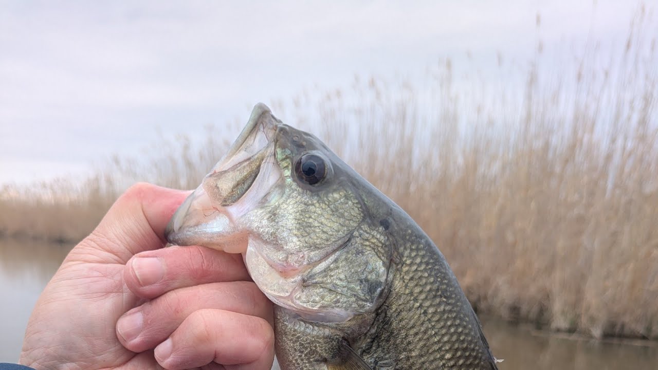 2026.3月【印旛沼水系バス釣り】激シブの中の1匹！