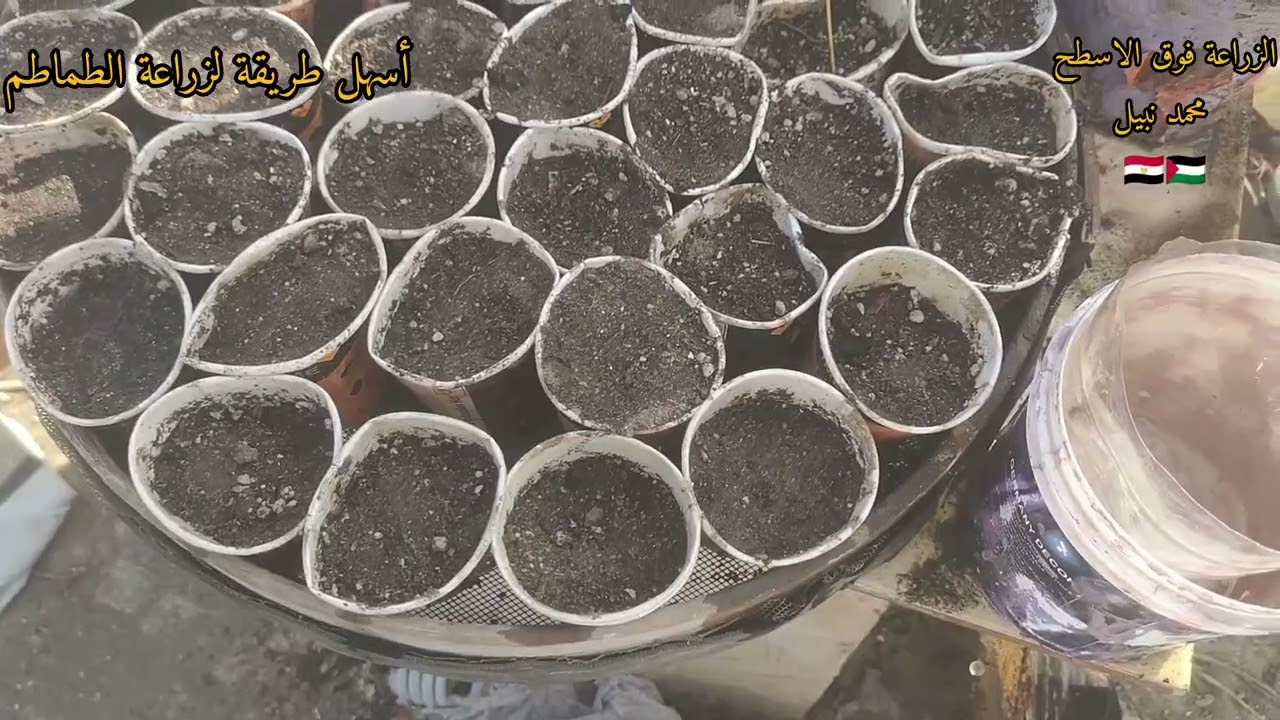 الجزء الخامس لزراعة الطماطم فوق الأسطح ♥️ #garden #زراعت #اكسبلور #نباتي 