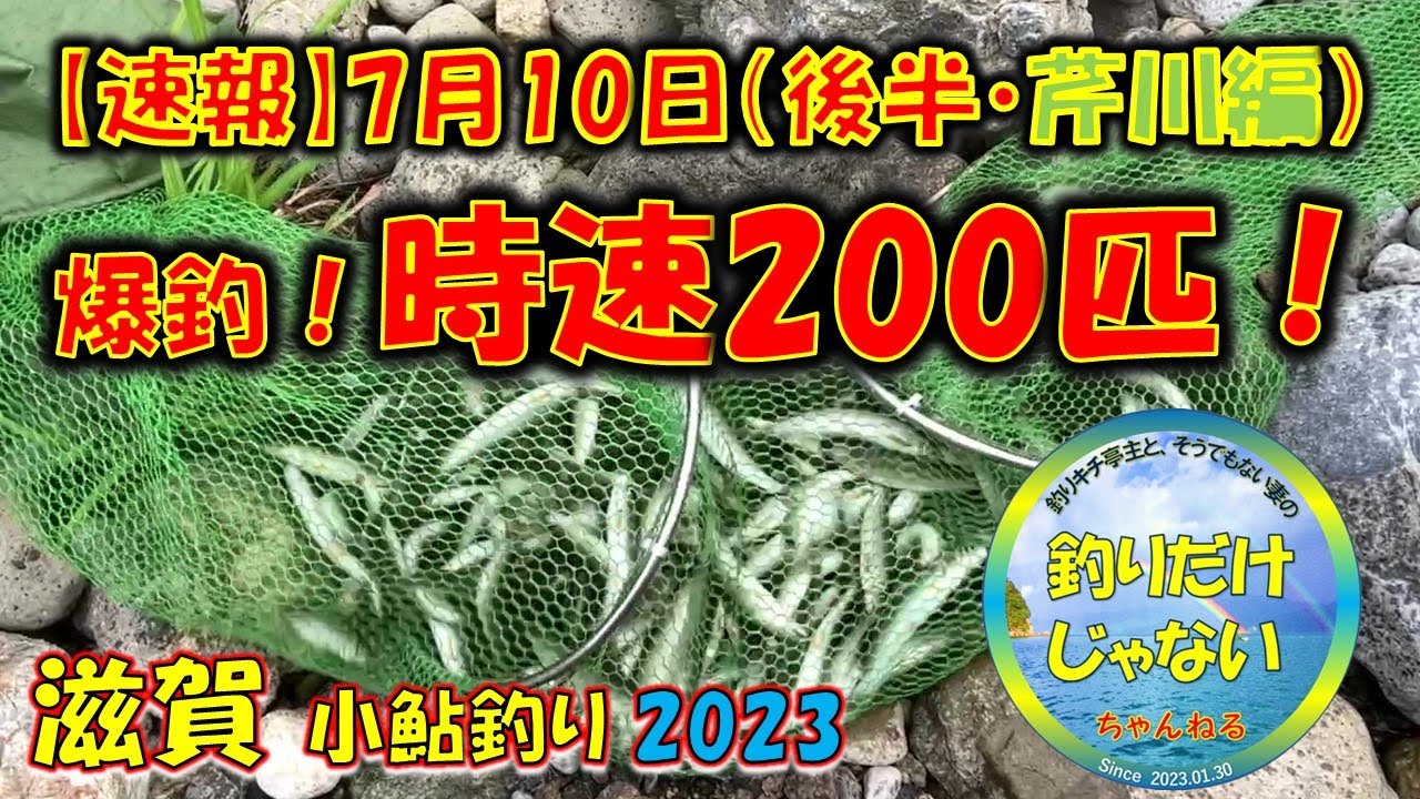 【速報】2023年7月10日（後半・芹川）・小鮎釣り・爆釣・時速200匹。