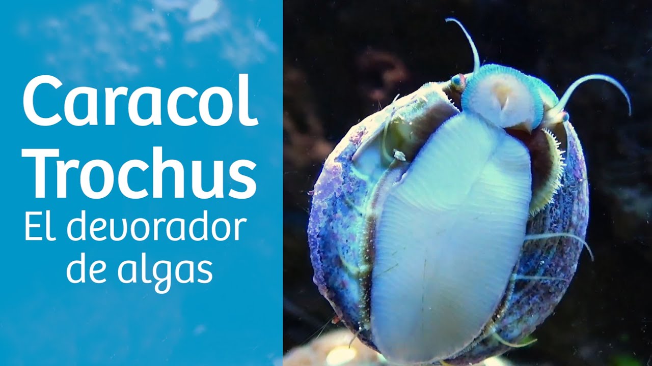 Caracol trochus · Limpieza de algas en acuario marino