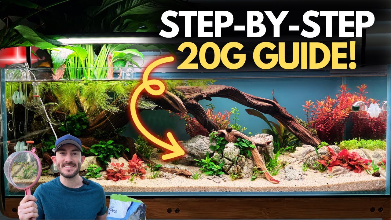 Beginner's 20-Gallon Aquarium Setup: My Step-by-Step Guide for Success