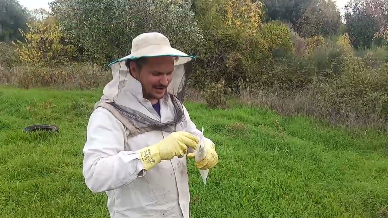 Τρύγος στην κουμαριά, σφίξιμο και προετοιμασία για ξεχειμώνιασμα.