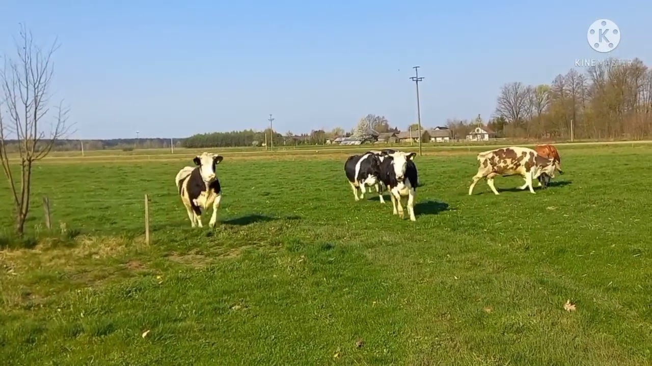 🐄PIERWSZE WYPUSZCZENIE KRÓW NA ŁĄKE 2022!🐄