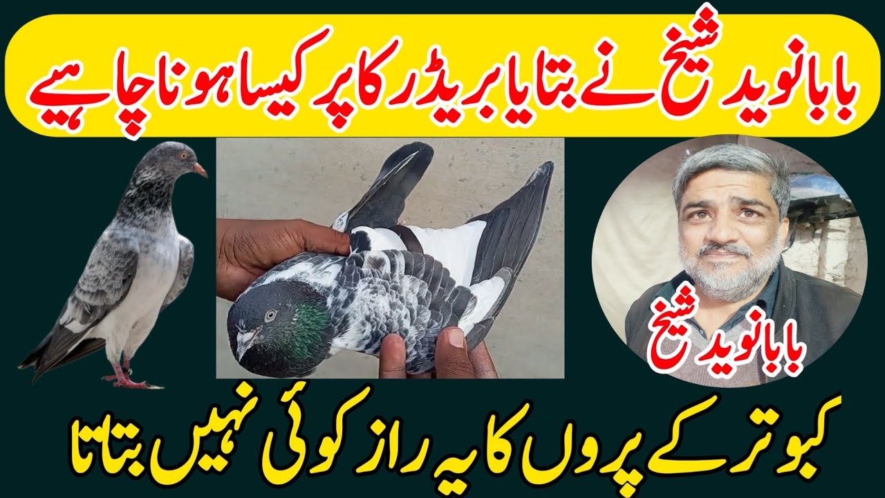 BABA NAVEED SHAIKH NE BTAYA BREDAR KA PR KESA HONA CHAHYE 