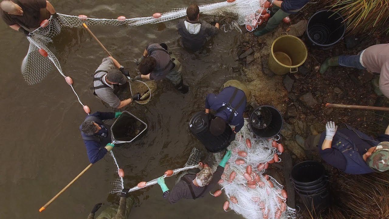 Étang de Clégreuc : 6 tonnes de poissons à sauver