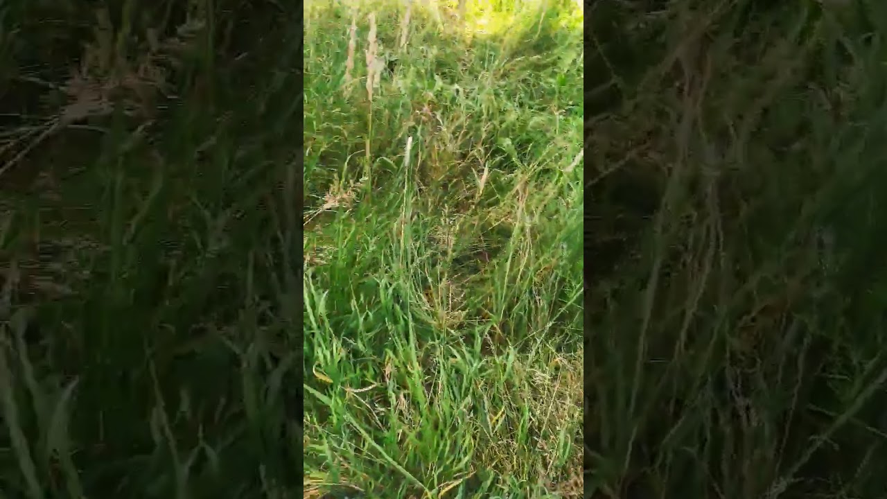 Конопля дикая.Жолтые веничьки.