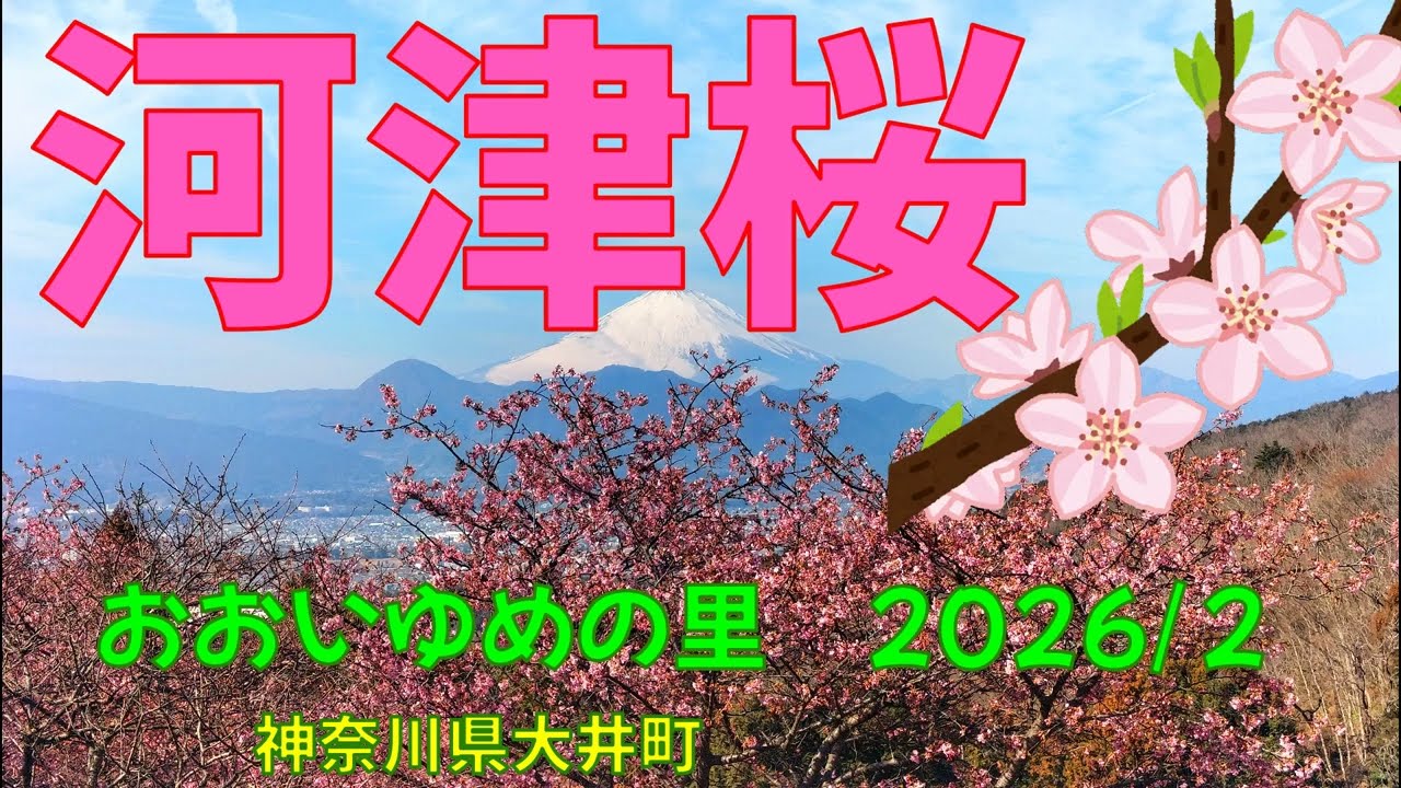 河津桜おおいゆめの里2026