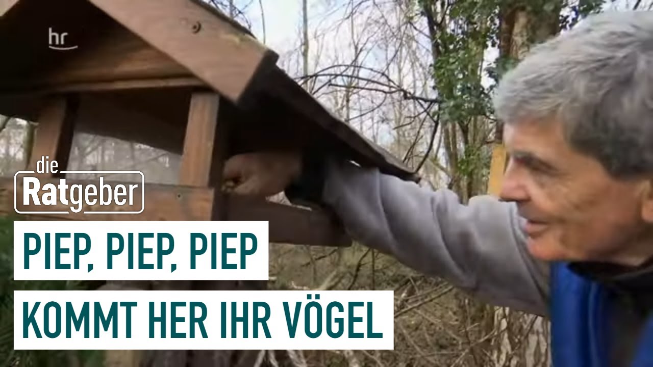 Gezwitscher im Garten – So locken sie Vögel an | die Ratgeber