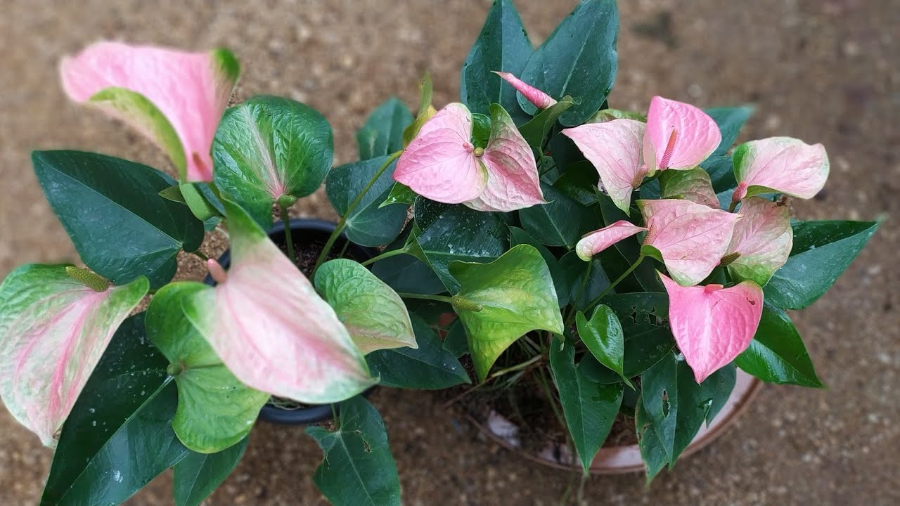 බයි කලර් ස්විට් ඩ්‍රීම් බිග් මදර් ප්ලාන්ට් ඔනිද?එකට නම් ඇබ්බැහි වෙනවා හොදේ.මේ වගේමල් පිරැණු අය ඔනිද