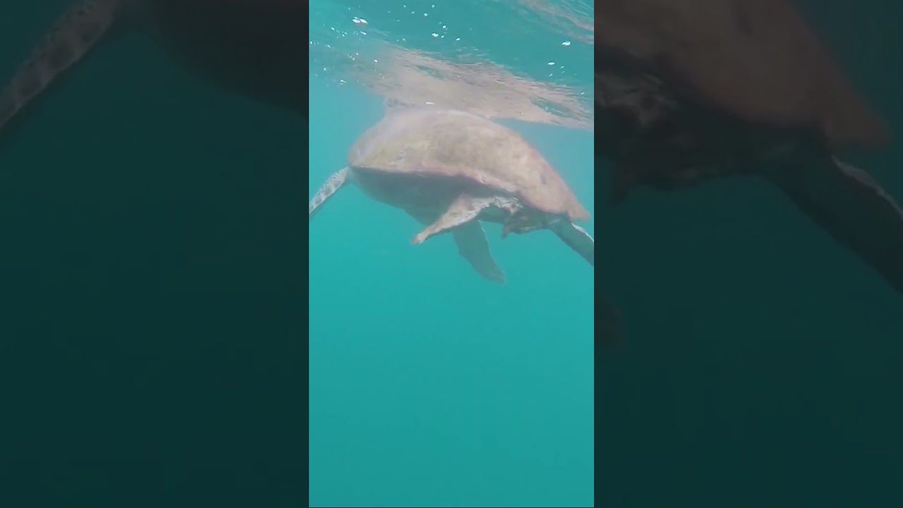 Dive into the world of marine conservation with GoEco in Malaysia! #seaturtle #volunteer #malaysia