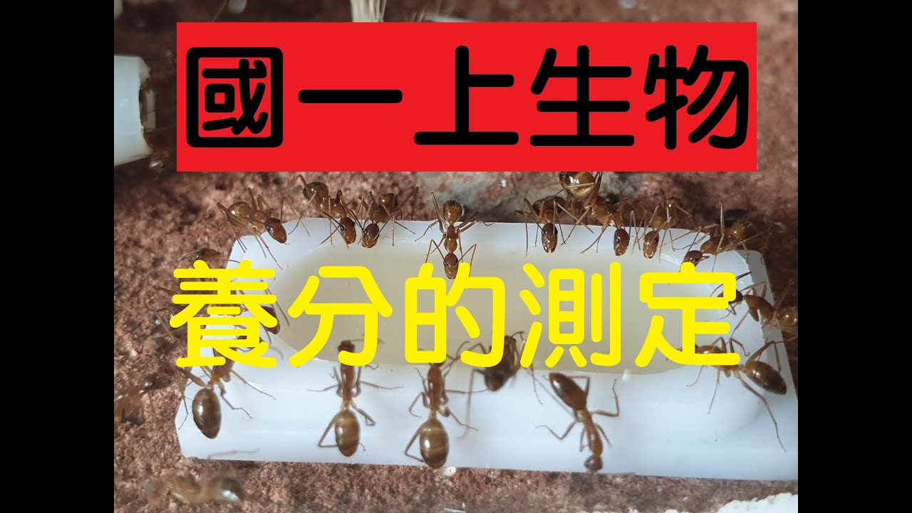 國一上生物 3-1 養分的測定．碘液本氏液澱粉葡萄糖怎麼背．莫名其妙記憶法｜國一生物 | 108課綱