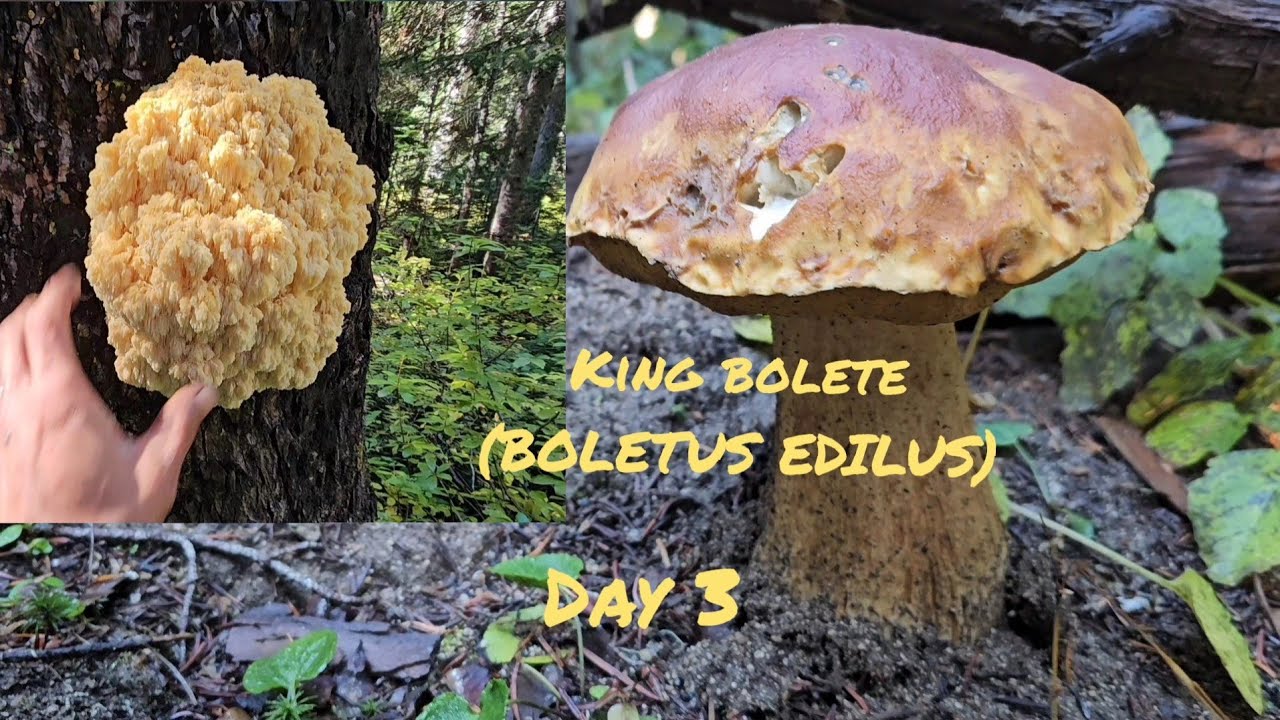 Mushroom Foraging| Fall KING Bolete (Boletus Edulis) Scouting out a new area. Day 3