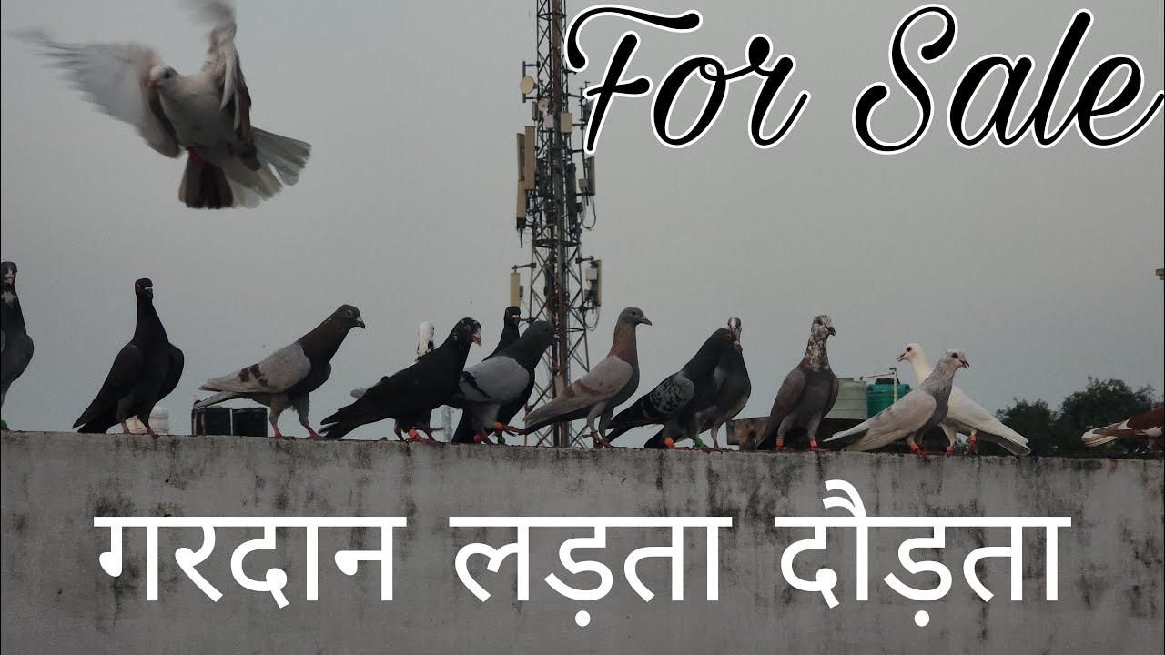 गर्दान लड़ते दौड़ते हुए 38 कबूतर 400 Rs. Gardaan kabootar for sale Amroha. 9012489359
