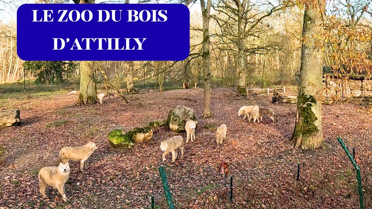 LE ZOO DU BOIS D'ATTILLY, en Seine et Marne , un joli zoo à découvrir