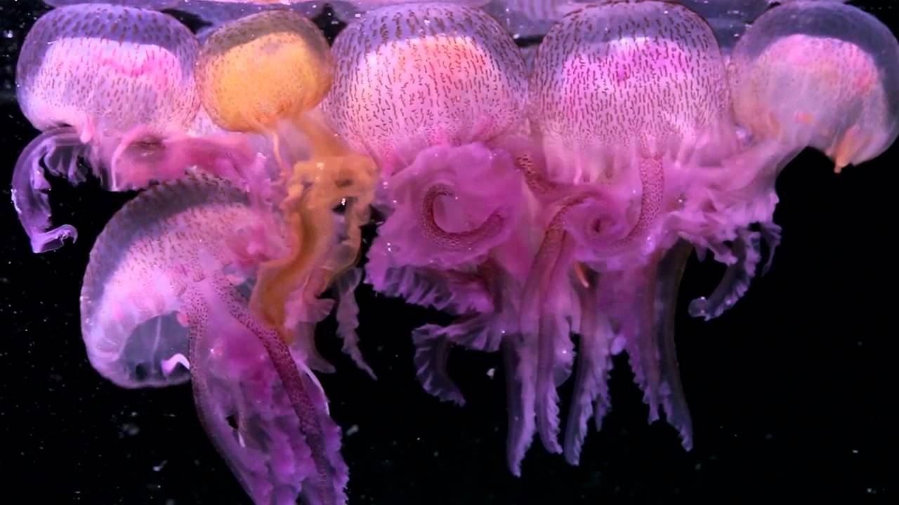Plankton Chronicles- Pelagia