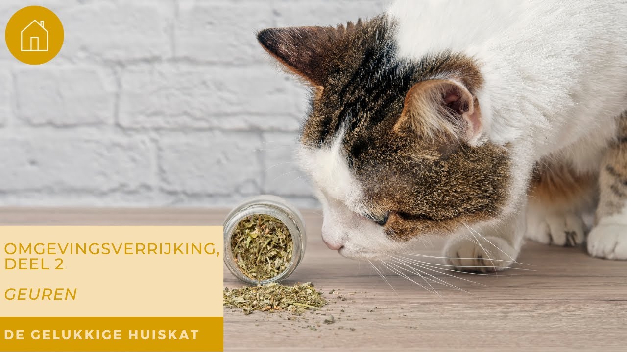 OMGEVINGSVERRIJKING, DEEL 2, GEUREN! - De gelukkige huiskat | Kattengedrag