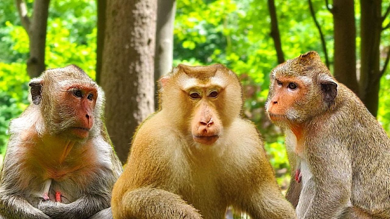 🐵 True Monkey Love Story | Pongo, Scarlett & Ellen’s Incredible Bond