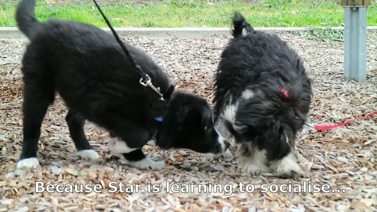 Star - The official dog of Mark Pelley the Snake Hunter