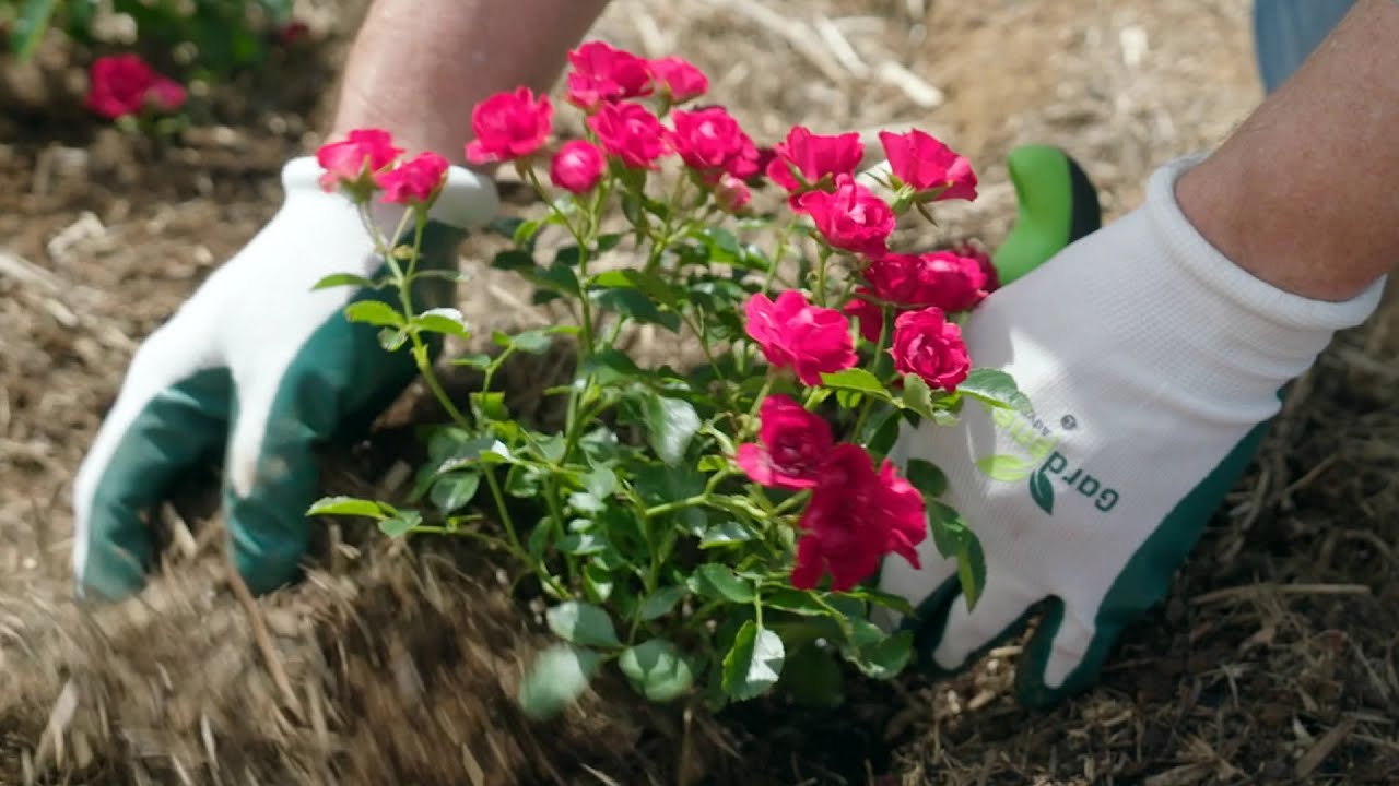 The Garden Gurus - Plant Deal of the Week   Flower Carpet Roses