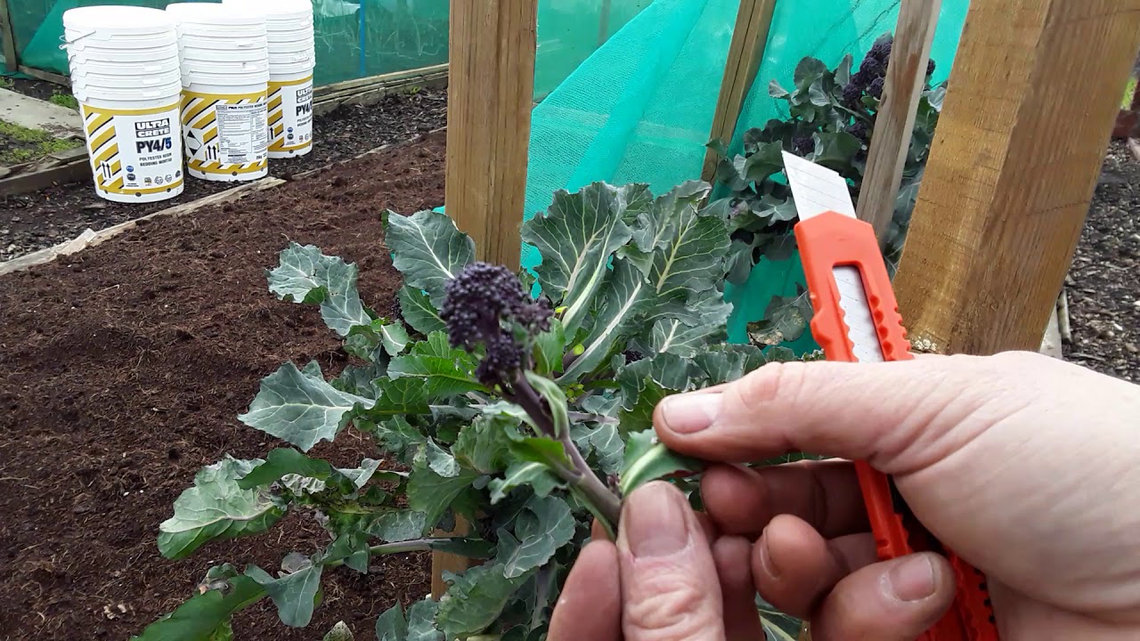 How To Get The Best From Your Purple Sprouting Broccoli ♻️ Feeding ♻️ How To Harvest Florets♻️ (519)