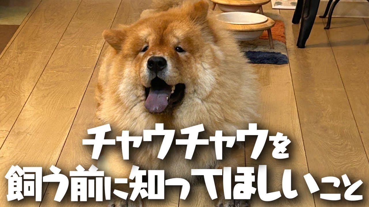 チャウチャウを飼うのに向いてない人3選【飼う前に知ってほしいこと】【多頭飼い】【大型犬】
