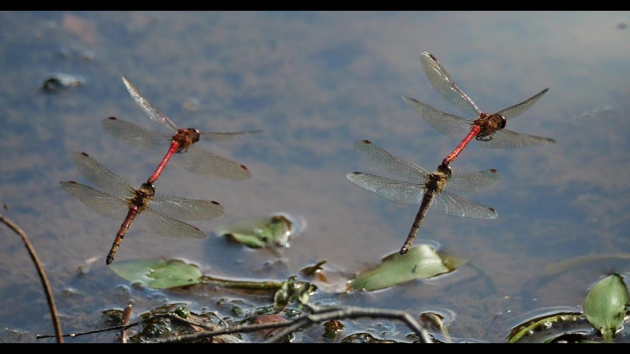 common darters