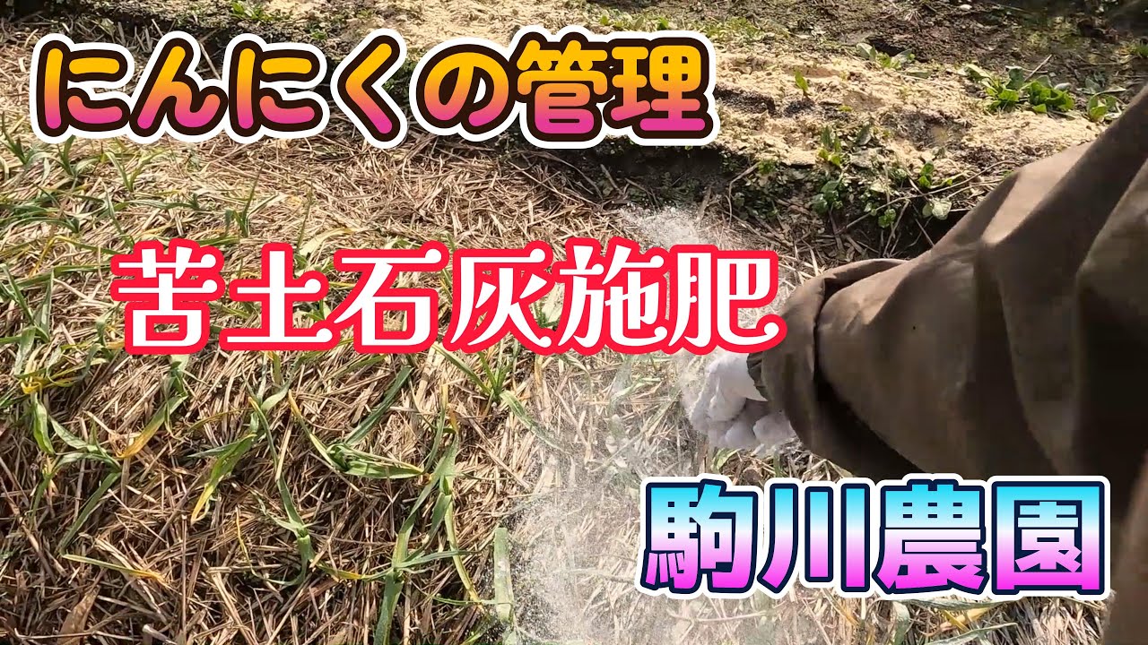 にんにくの管理　苦土石灰施肥　駒川農園　26.1.19