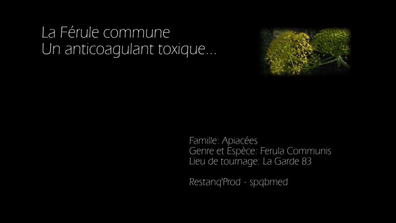 Plantes Sauvages: La Férule