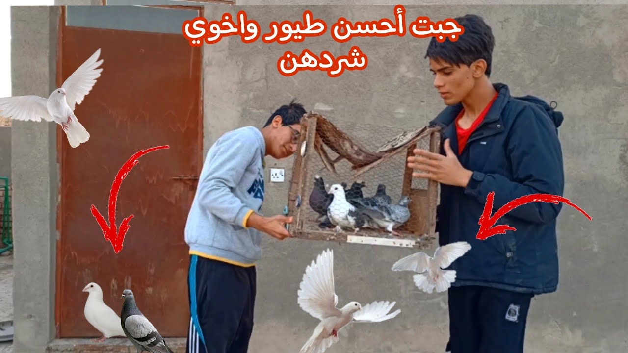 جبت أحسن طيور جدد واخوي شردهن😭من وره الجلب🐶تحشيش مطيرجي أخوي شرد طيوري كلها،#روميو