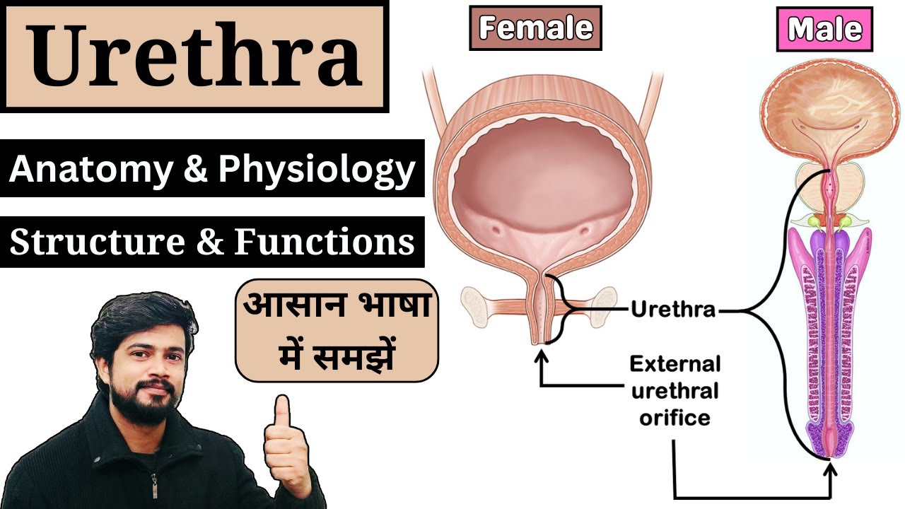Urethra Anatomy and Physiology in Hindi || Male & Female Urethra ||  Nursing | Pharmacy | MLT | GNM