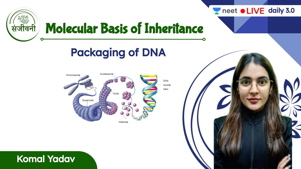 Packaging of DNA | Molecular Basis of Inheritance | L2 | NEET 2022/23 | Komal Yadav
