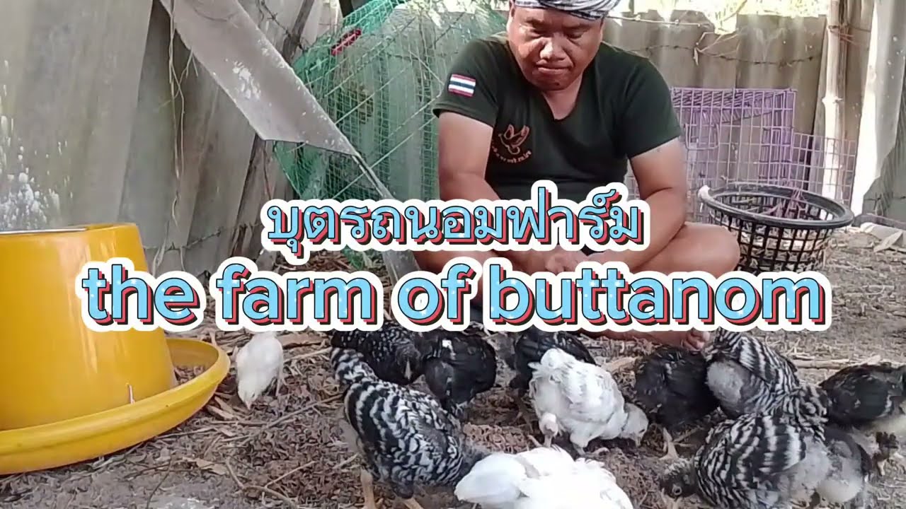 ให้อาหารเสริมลูกไก่
