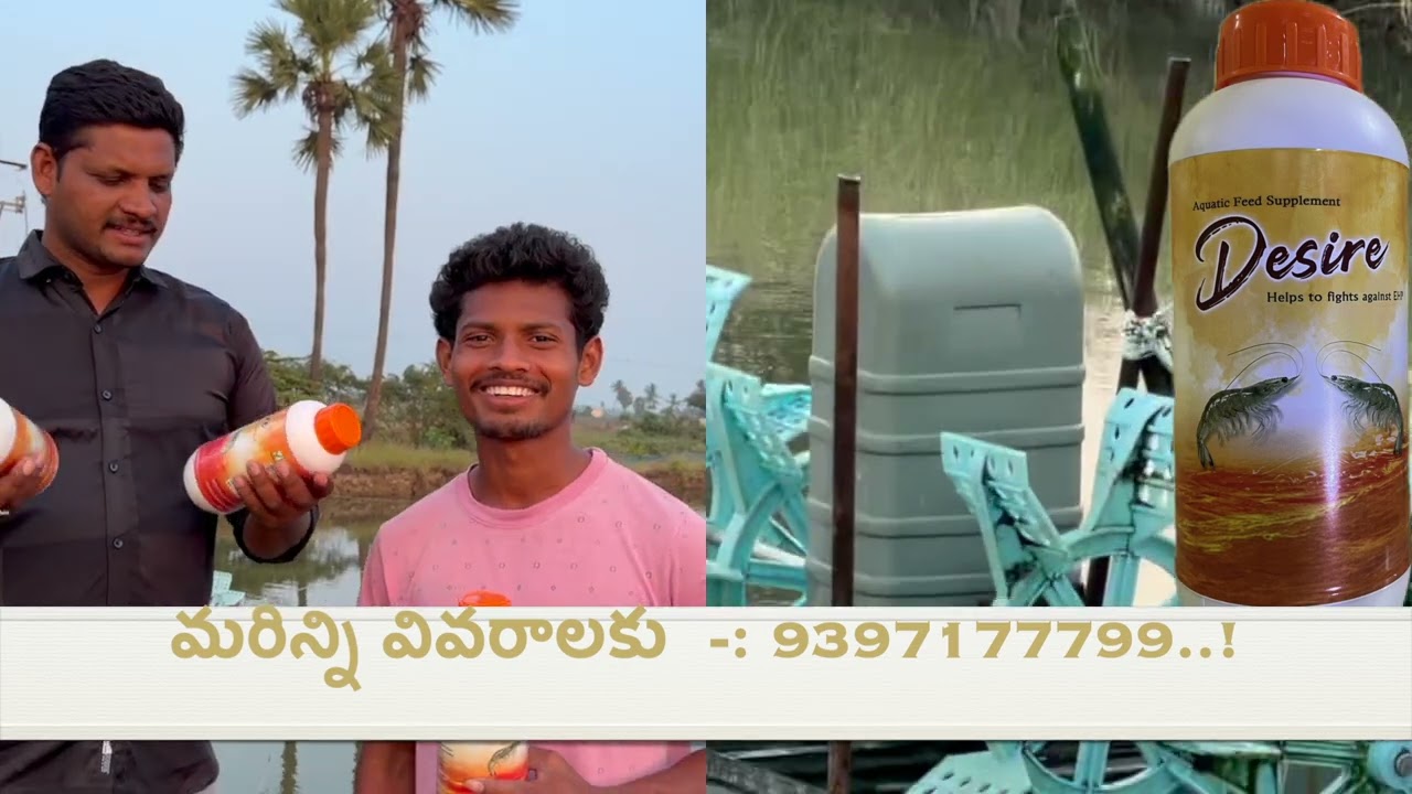 aqua farms jagan garu nidamarru success story desire vannamei farming