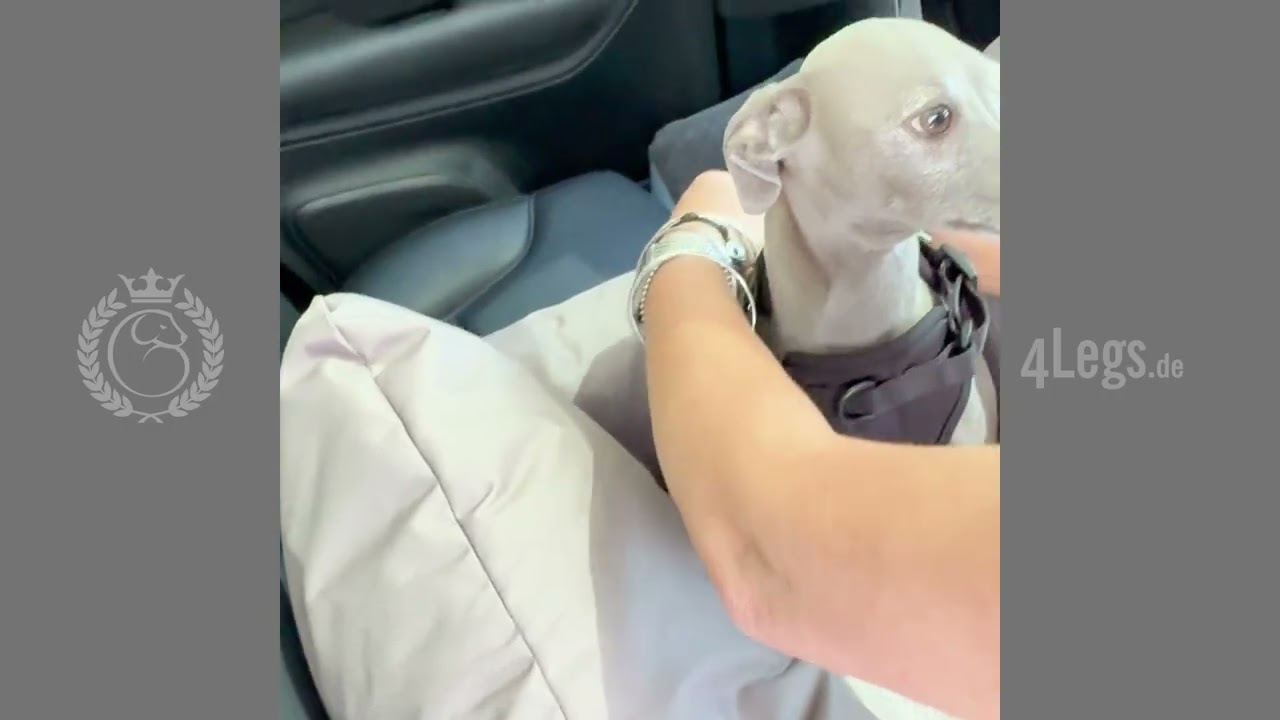 Mehr Sicherheit & Entspannung f&uuml;r deinen Hund im Auto 🐾 | Die 4Legs.de Hundesitze