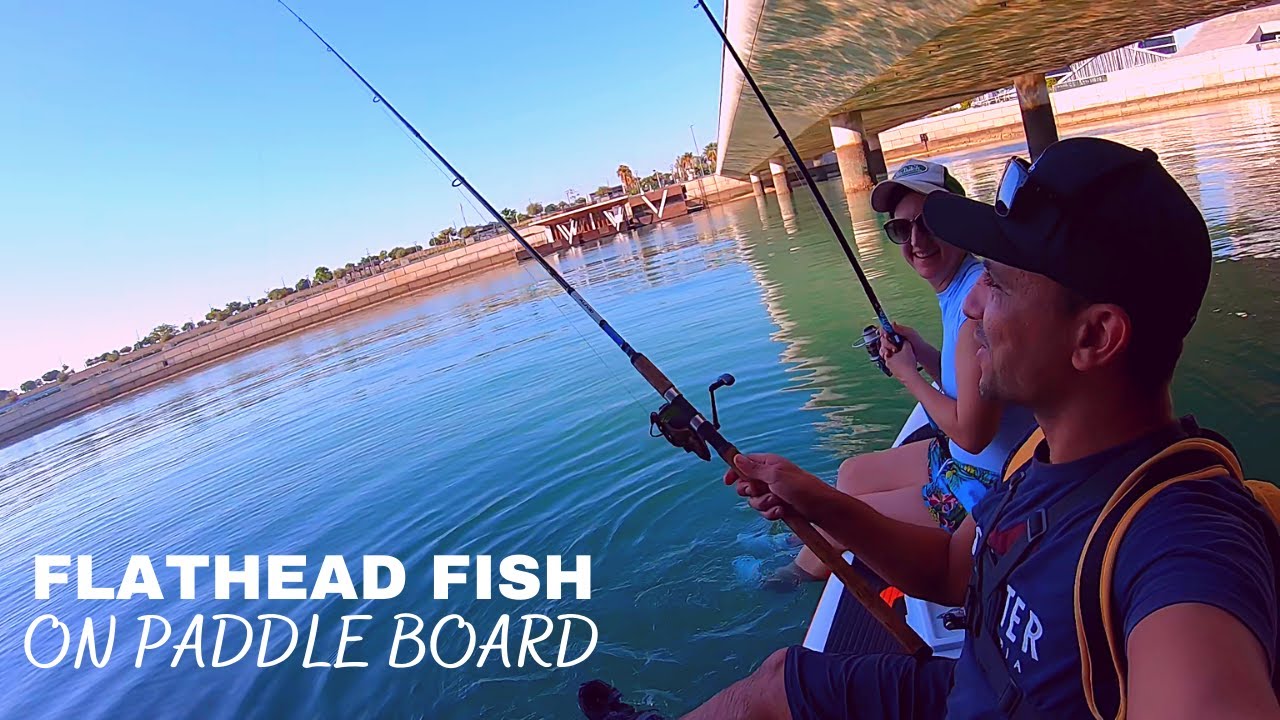 FLATHEAD FISH | PADDLE BOARD FISHING | BAHRAIN BAY