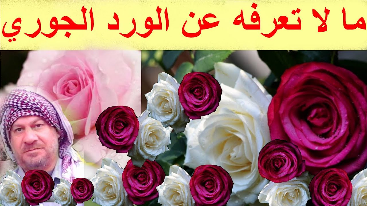 الورد الجوري .(معلومات عامة)