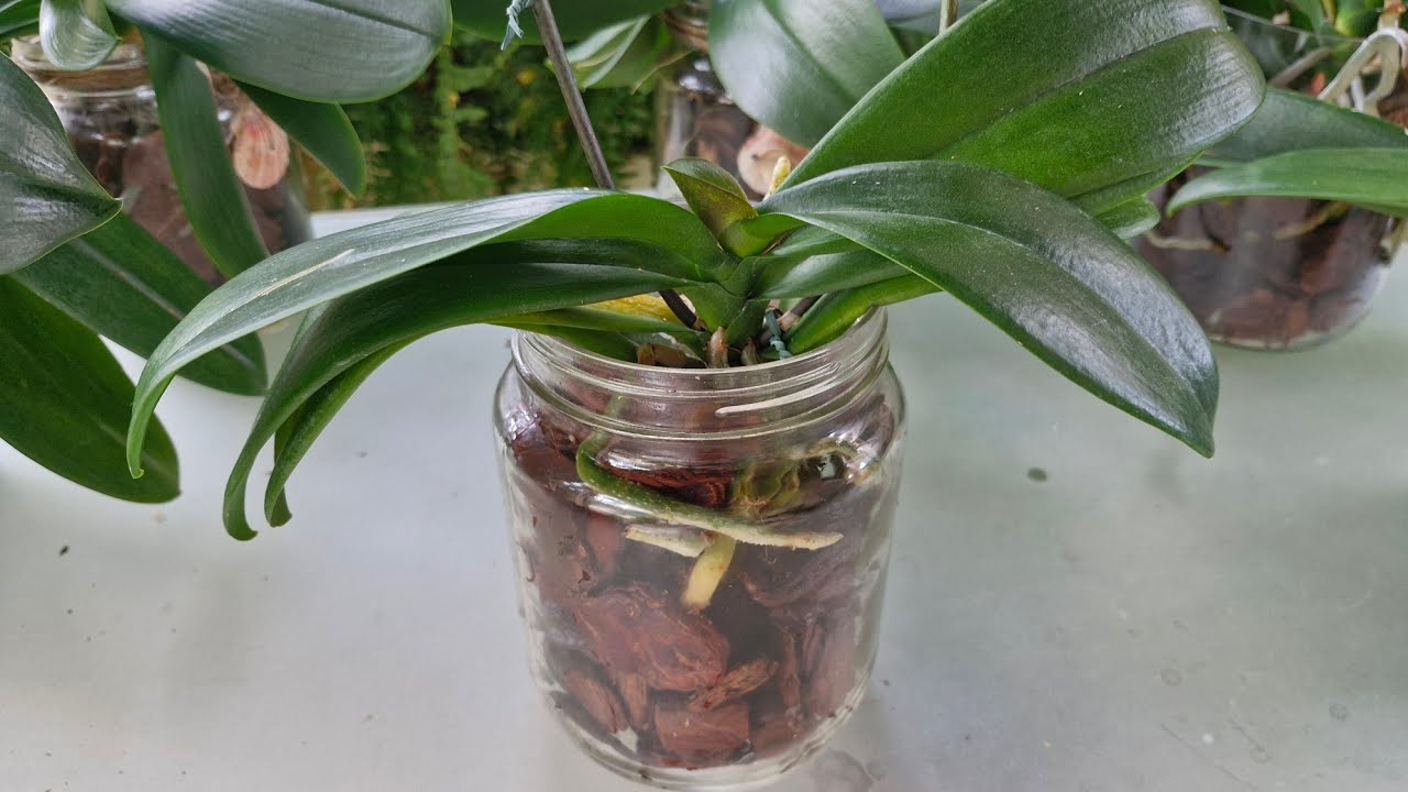 VEJA COMO PLANTEI UMA ORQUÍDEA PHALAENOPSIS NO VIDRO COM SUBSTRATO