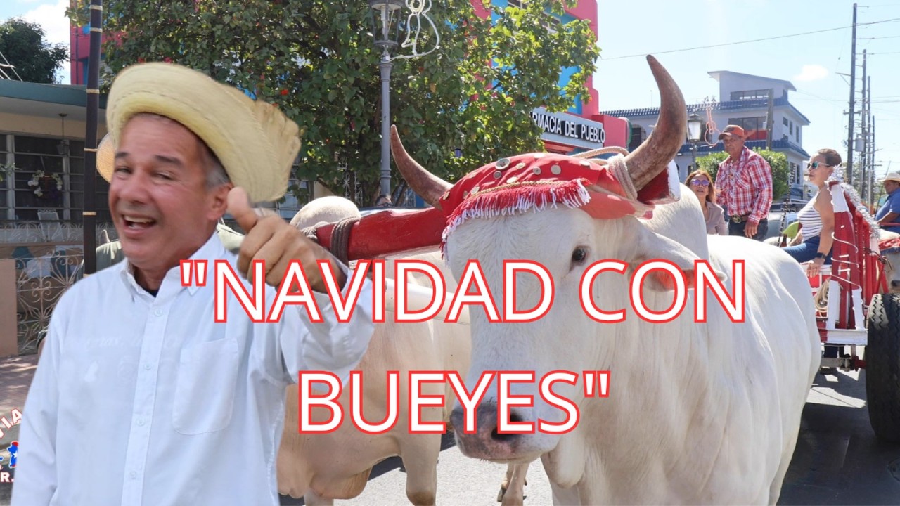 “Parrandeando con los Bueyes en Rincón, PR / Gran Desfile Navideño con Santa y Reyes
