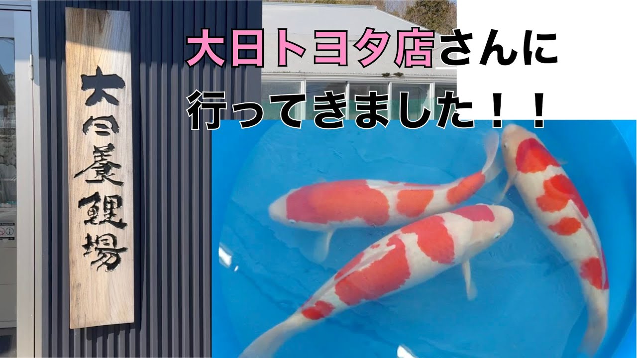 大日トヨタ店さんに行ってきました！　DAINICHI KOI FARM Toyota store