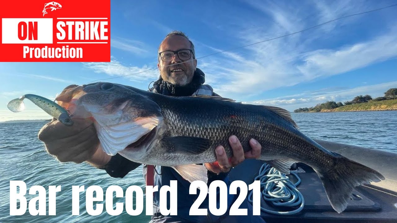 PÊCHE d'un BAR RECORD dans le Golfe du Morbihan au leurre souple MADSHAD 100