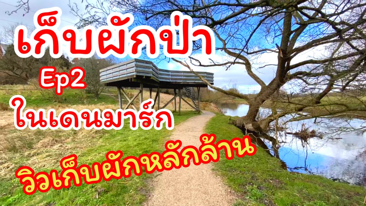 เก็บผักป่าในเดนมาร์ก Ep2 เจอผักอะไรบ้าง? วิวเก็บผักหลักล้าน ระวังอะไรถ้าอยากเก็บผักป่า?