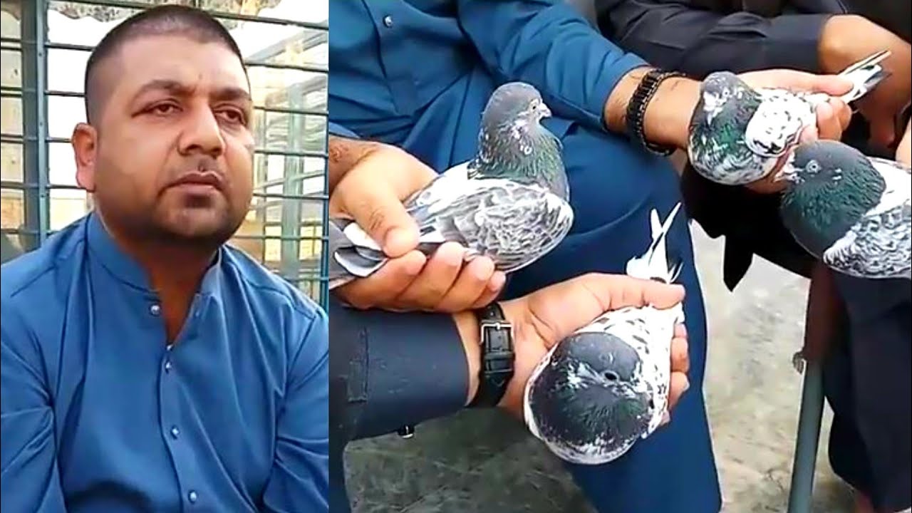 Ustad Baba Sikandar Kabootar Birds Ki Pehchan