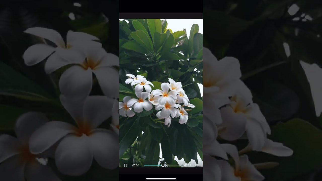 CapCut mobile apple ProRes 4K edit