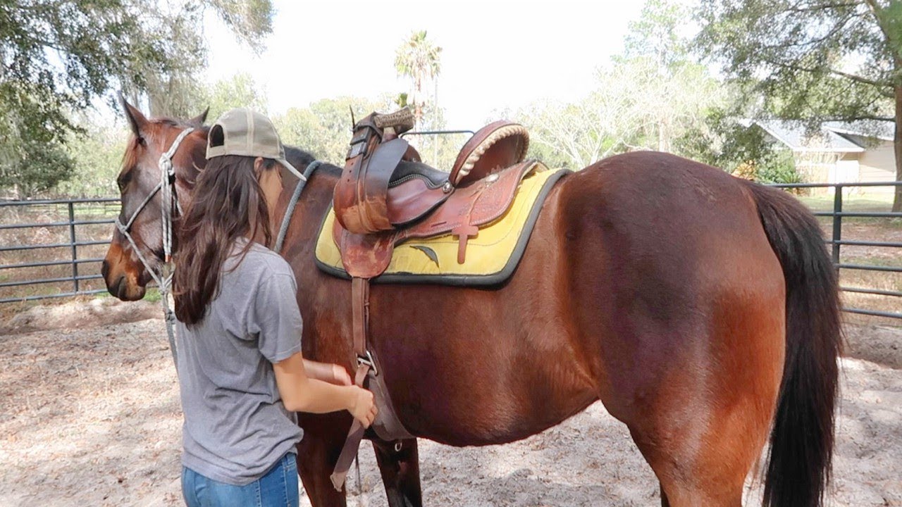 Working With My Girthy/Cinchy Horse