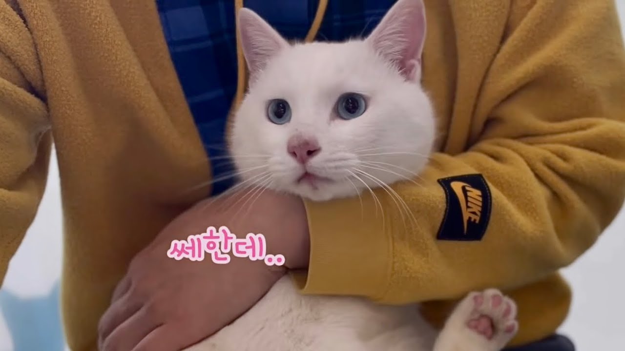 드디어 나온 길냥이 건강상태! 결과는...EP.5