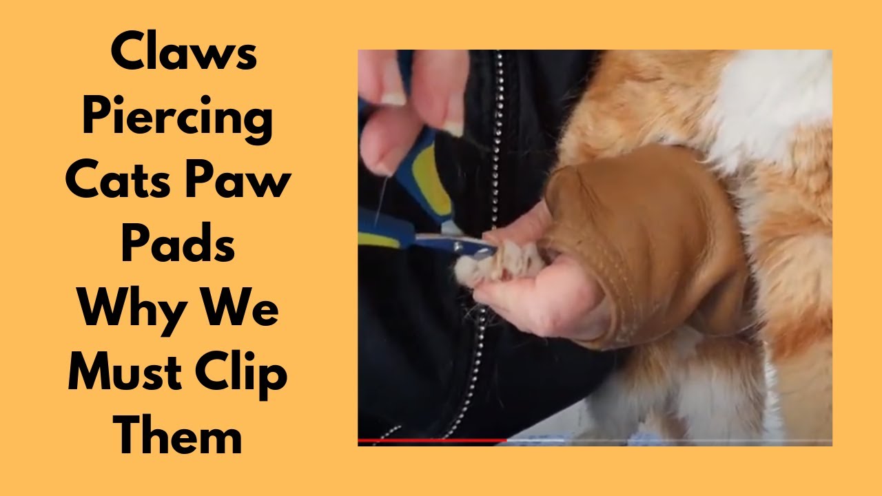 Claws Piercing Cats Paw Pads