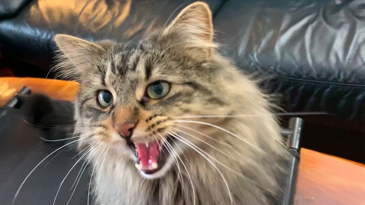 🦷 How I KEEP My Cat’s TEETH Clean (WITHOUT a Fight!) 🦷