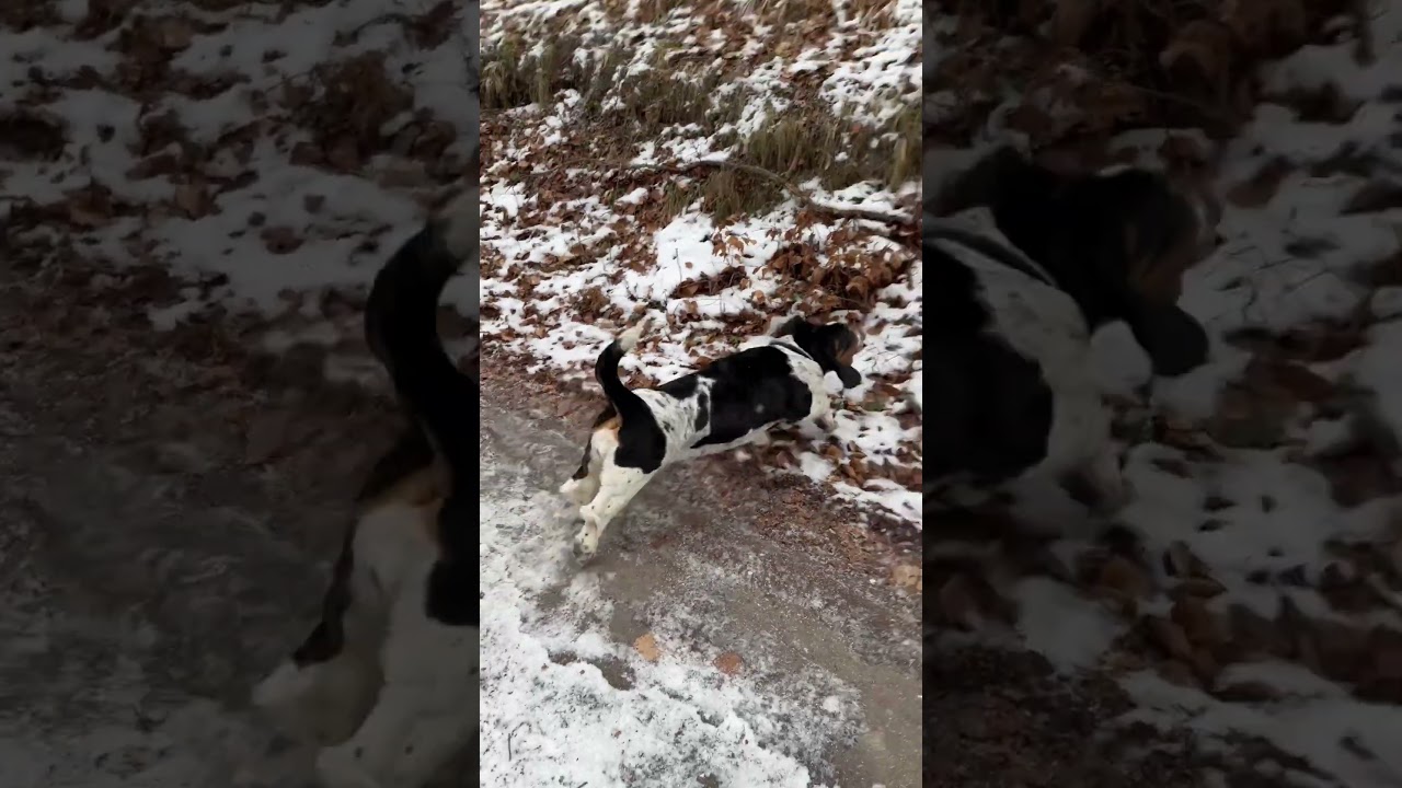 Basset Hound Barking